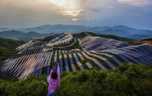 浙江拆除占用基本農田光伏項目289.41畝