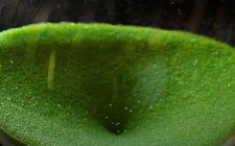 美國電力公司(AEP)宣布開發(fā)風力發(fā)電場，名為Wind Catcher